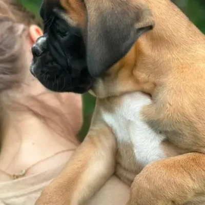 Fawn male litter L