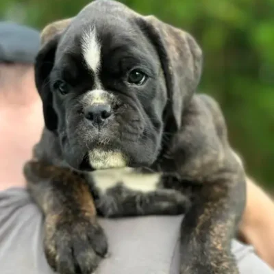Brindle female 1 litter M