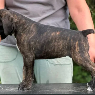 Brindle female 1 litter M