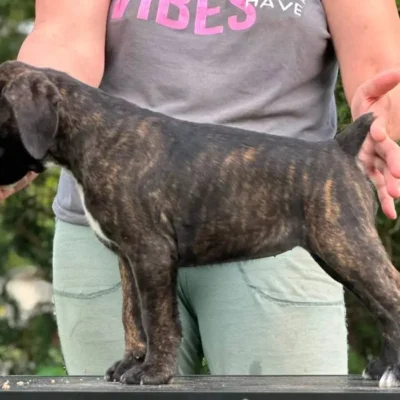 Brindle female 1 litter M