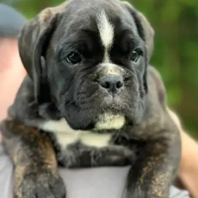 Brindle female 1 litter M
