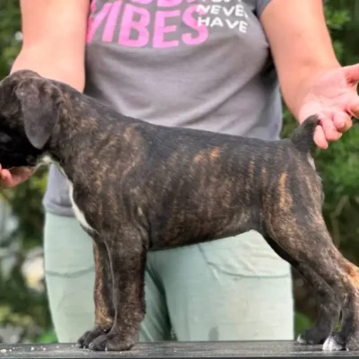 Brindle female 1 litter M