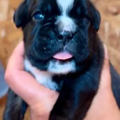 Brindle female 1 litter M