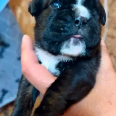 Brindle female 1 litter M