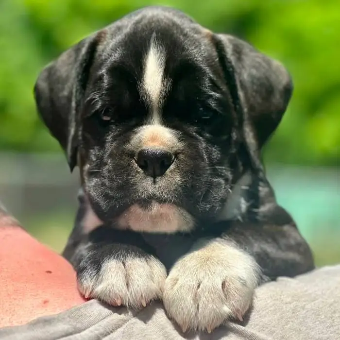 Brindle female 1 litter M