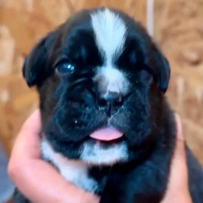 Brindle female 1 litter M