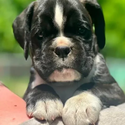 Brindle female 1 litter M