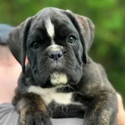 Brindle female 1 litter M