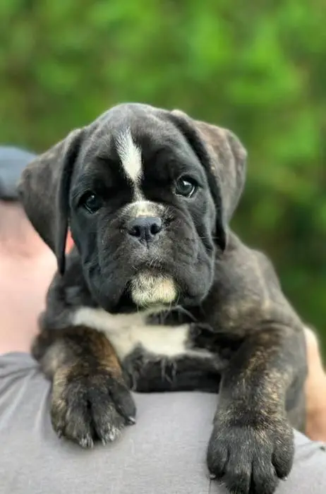 Brindle female 1 litter M