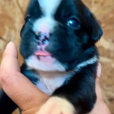 Brindle female 2 litter M