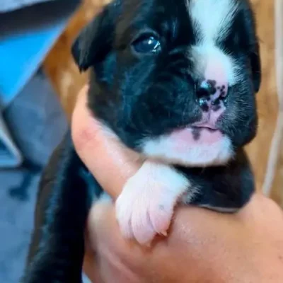 Brindle female 2 litter M