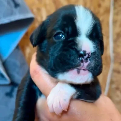 Brindle female 2 litter M