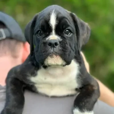 Brindle female 2 litter M