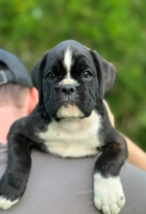 Brindle female 2 litter M