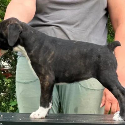 Brindle female 2 litter M
