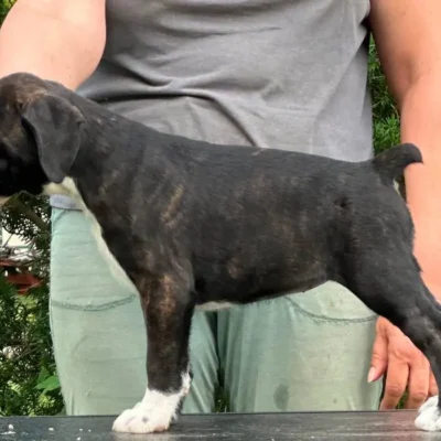 Brindle female 2 litter M