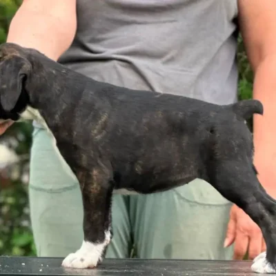 Brindle female 2 litter M