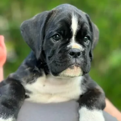 Brindle female 2 litter M