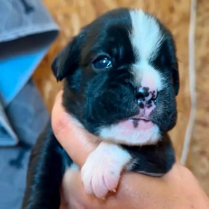 Brindle female 2 litter M