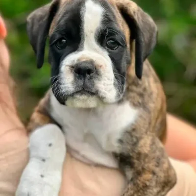 Brindle male litter L