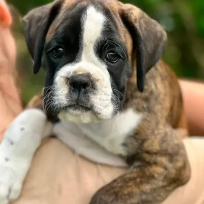 Brindle male litter L