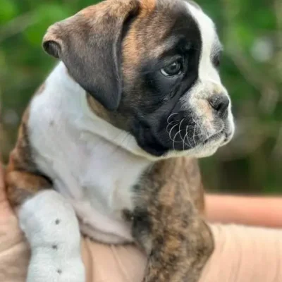 Brindle male litter L