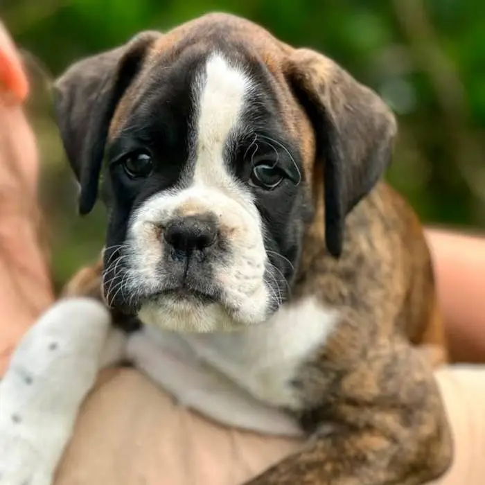 Brindle male litter L
