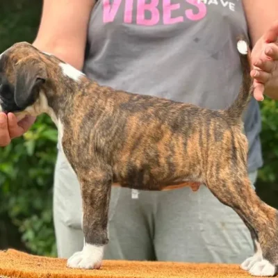 Brindle male litter L