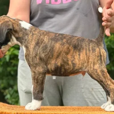 Brindle male litter L