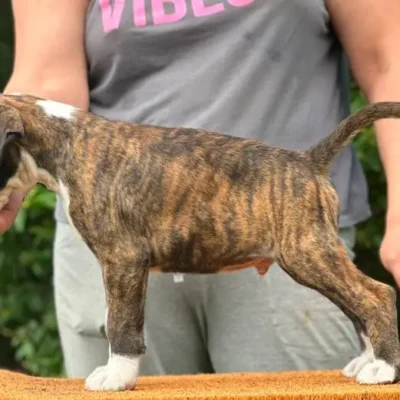 Brindle male litter L