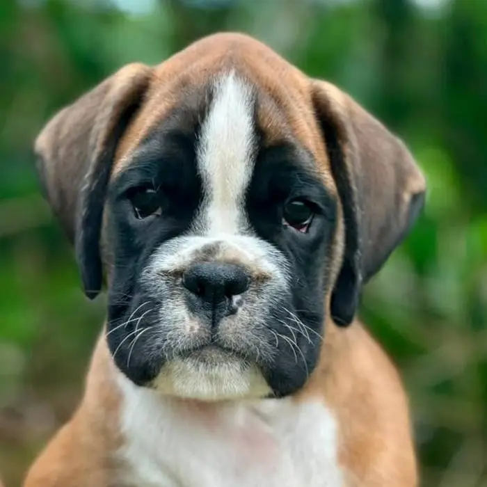 Fawn male 1 litter L