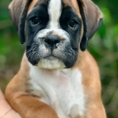 Fawn male 1 litter L