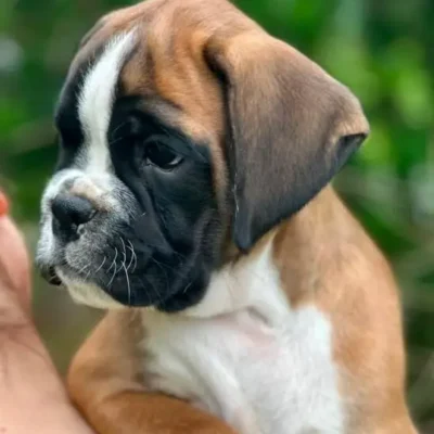 Fawn male 1 litter L