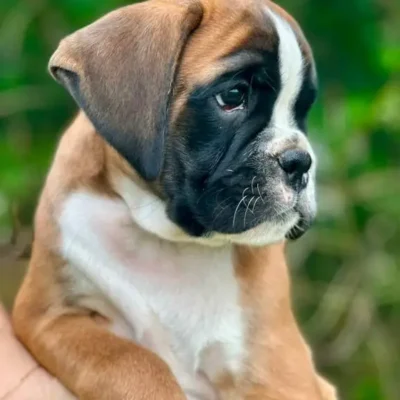 Fawn male 1 litter L