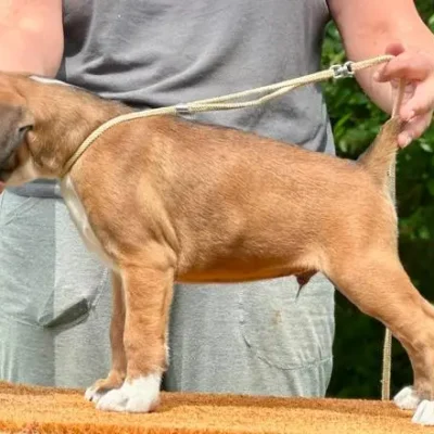 Fawn male 1 litter L