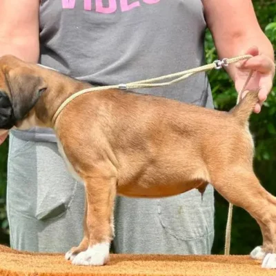 Fawn male 1 litter L