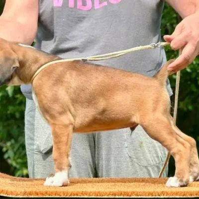 Fawn male 1 litter L