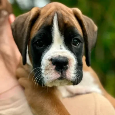 Fawn male 3 litter L