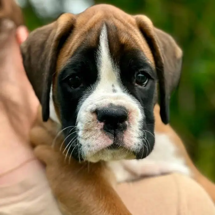 Fawn male 3 litter L