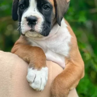Fawn male 3 litter L