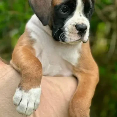 Fawn male 3 litter L
