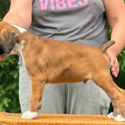 Fawn male 3 litter L