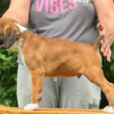 Fawn male 3 litter L