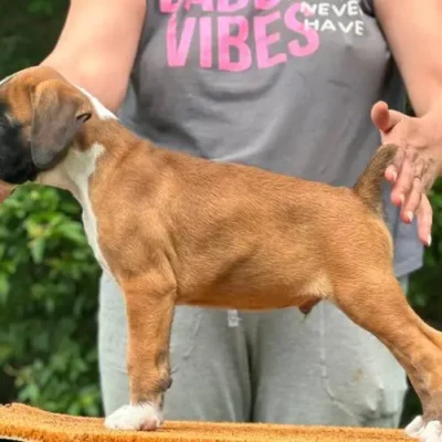 Fawn male 3 litter L