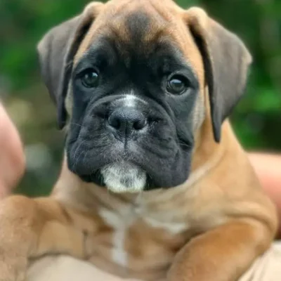 Fawn male 4 litter L