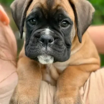 Fawn male 4 litter L