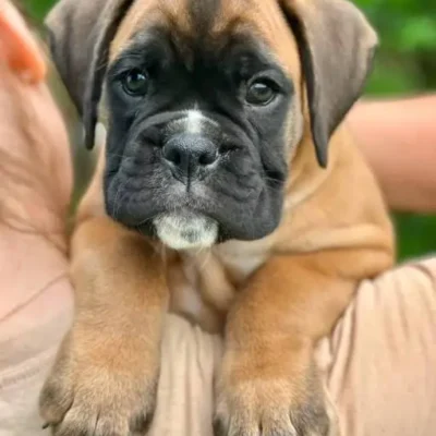 Fawn male 4 litter L