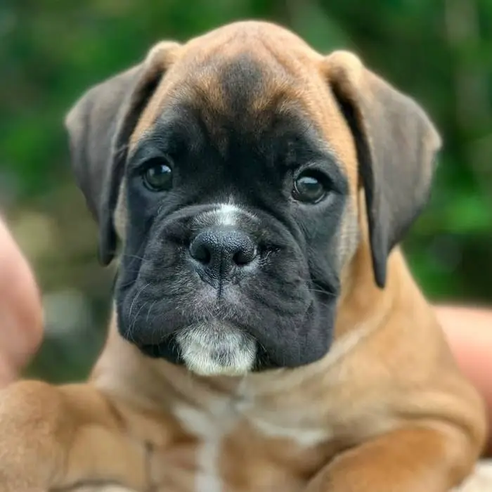 Fawn male 4 litter L