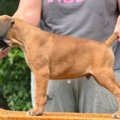 Fawn male 4 litter L