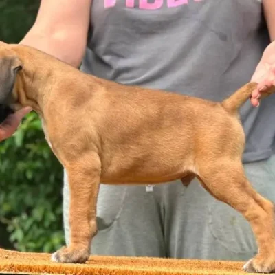 Fawn male 4 litter L